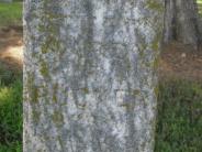 OK, Grove, Olympus Cemetery, Rucker, Wardy F. Headstone (Close Up)