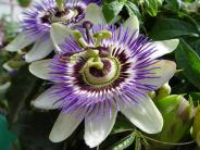 OK, Grove, Headstone Symbols and Meanings, Passion Flower (View 3)