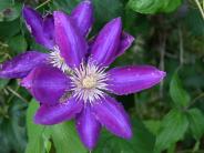 oklahoma, grove, Lendonwood Gardens, botanical gardens