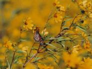 oklahoma, grove, Lendonwood Gardens, botanical gardens