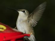 oklahoma, grove, grand lake, wildlife