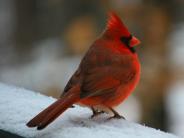 oklahoma, grove, grand lake, wildlife