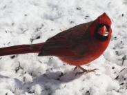 oklahoma, grove, grand lake, wildlife