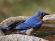 oklahoma, grove, grand lake, wildlife