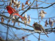 oklahoma, grove, grand lake, wildlife