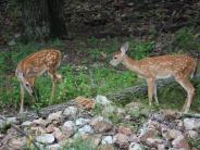 oklahoma, grove, grand lake, wildlife
