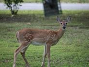 oklahoma, grove, grand lake, wildlife