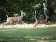oklahoma, grove, grand lake, wildlife