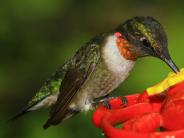 oklahoma, grove, grand lake, wildlife