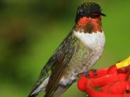 oklahoma, grove, grand lake, wildlife