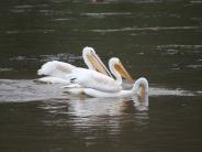 oklahoma, grove, grand lake, wildlife, pelicans