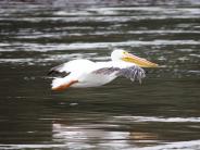 oklahoma, grove, grand lake, wildlife, pelicans
