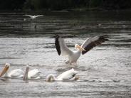 oklahoma, grove, grand lake, wildlife, pelicans