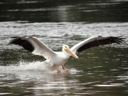 oklahoma, grove, grand lake, wildlife, pelicans