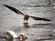 oklahoma, grove, grand lake, wildlife, pelicans