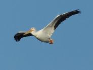 oklahoma, grove, grand lake, wildlife, pelicans