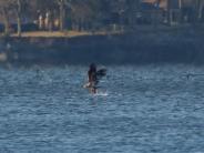 oklahoma, grove, grand lake, wildlife, pelicans
