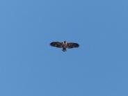 oklahoma, grove, grand lake, wildlife, pelicans