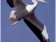 oklahoma, grove, grand lake, wildlife, pelicans