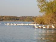 Grand Lake Pelicans