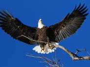 Eagle in Flight over Grand Lake
