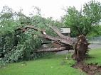 Tree damaged by storms