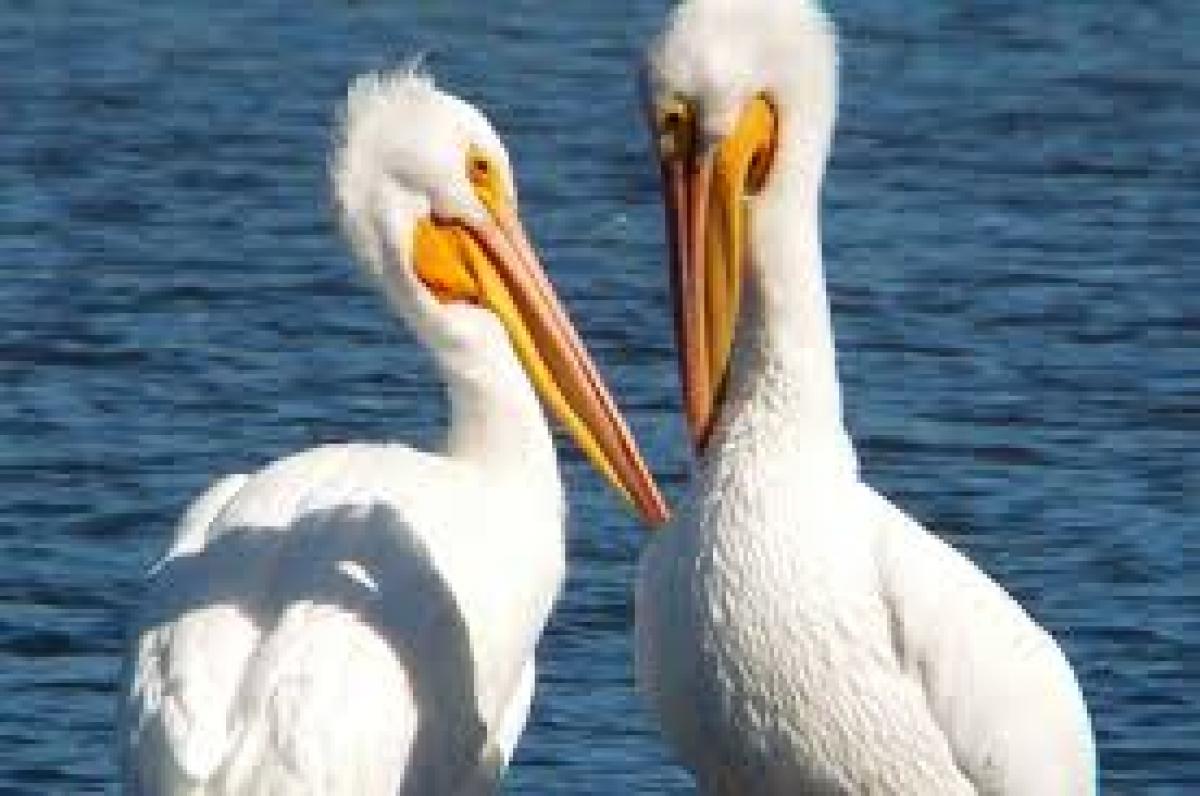 2017 Pelican Festival - Grove, OK