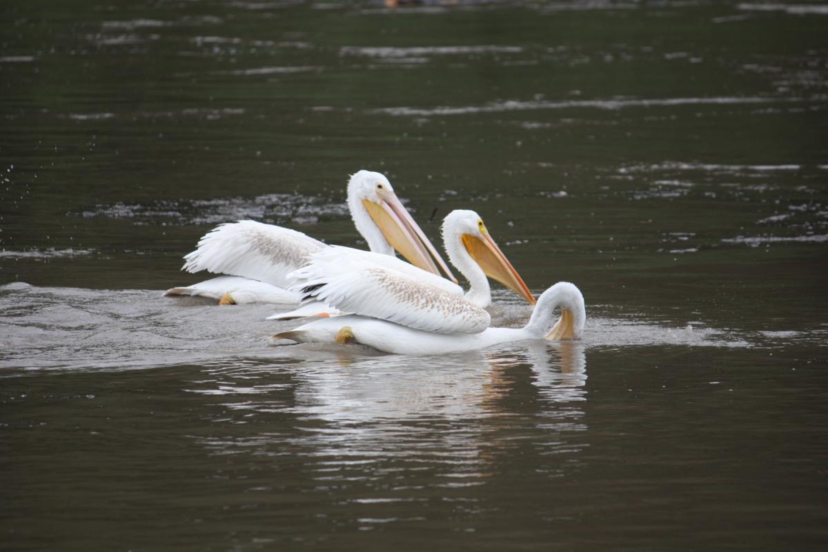 oklahoma, grove, grand lake, pelicans, demographics