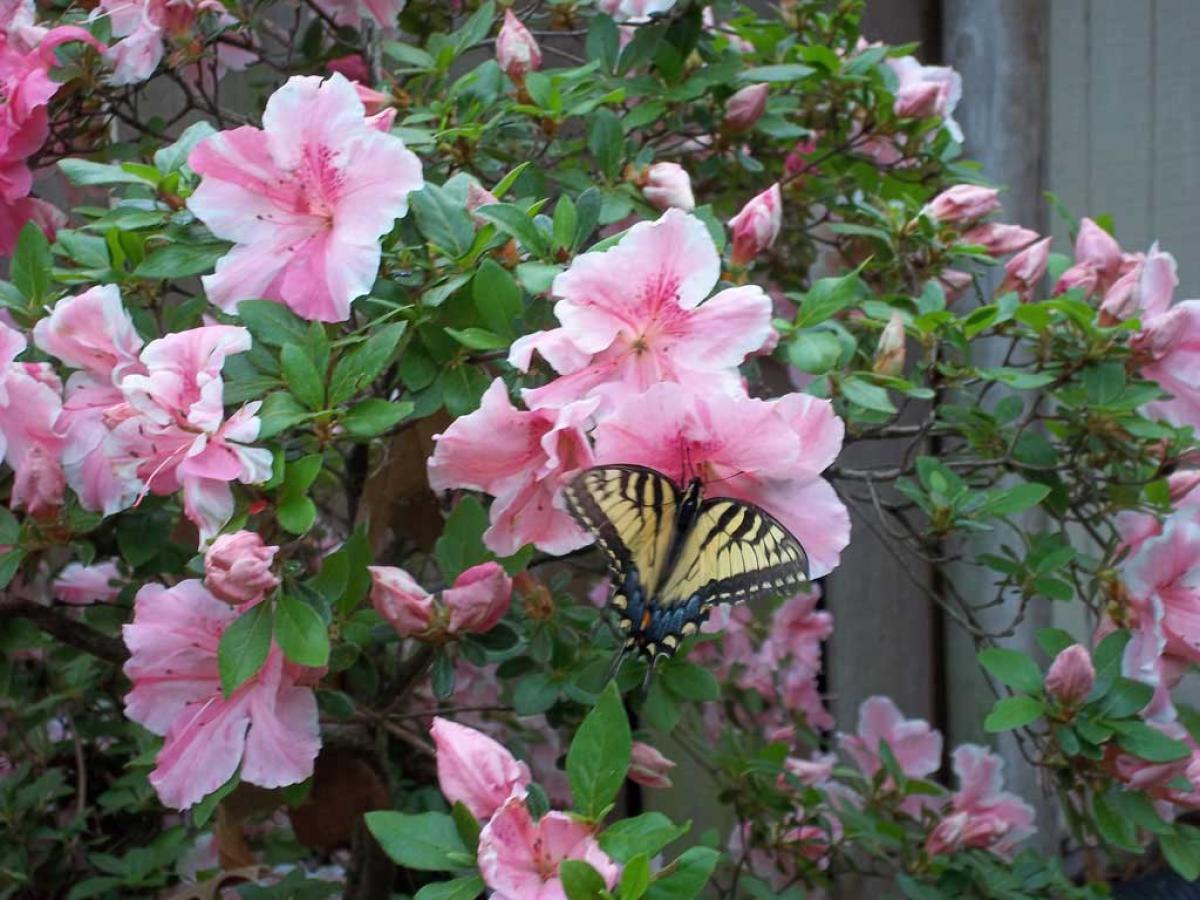 oklahoma, grove, Lendonwood Garden